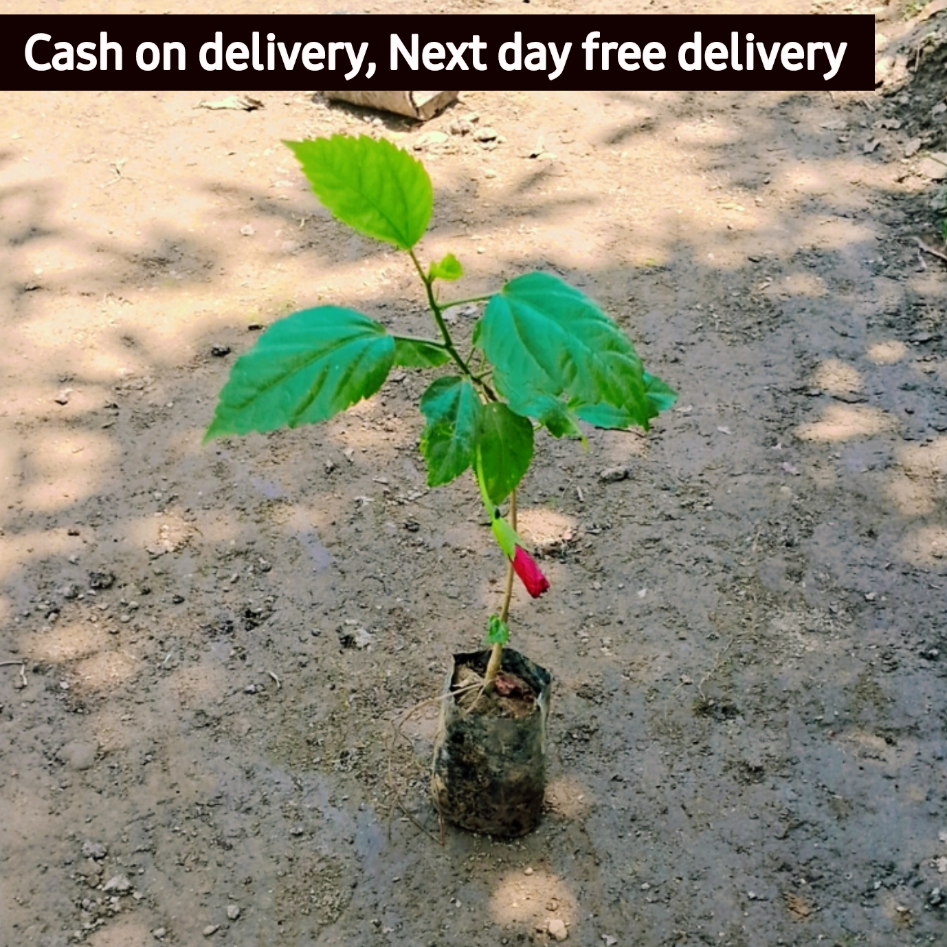 Hibiscus plant in 4 inch polybag Plantncr