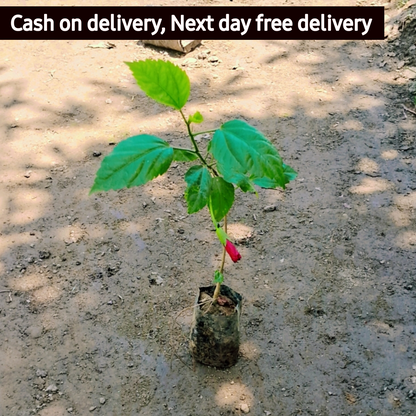 Hibiscus plant in 4 inch polybag Plantncr