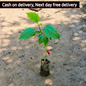 Hibiscus plant in 4 inch polybag Plantncr