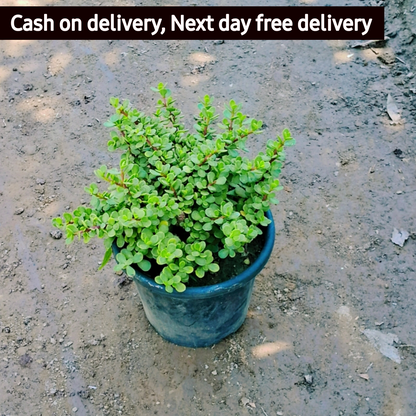 Jade plant (Portulacaria afra) in 8 inch pot Plantncr