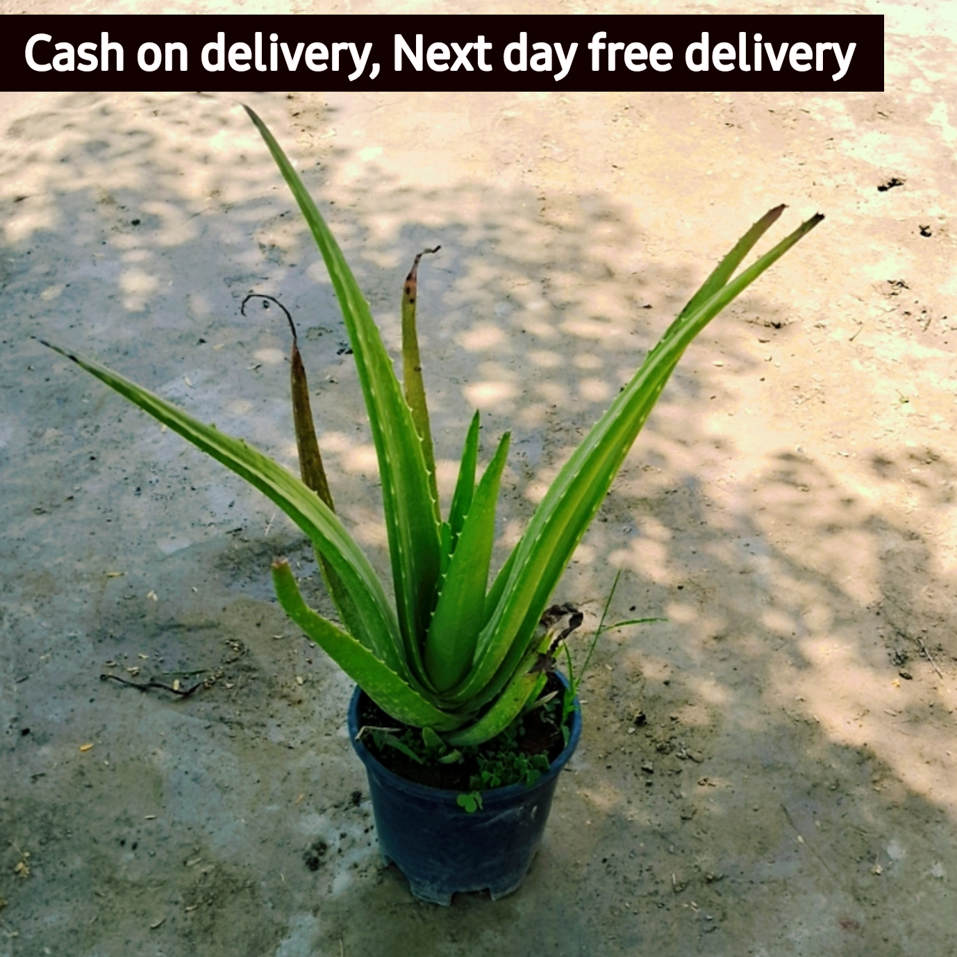 Aloevera plant in 4 inch polybag (Copy) Plantncr