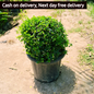 Malpighia ball plant in 16 inch pot Plantncr