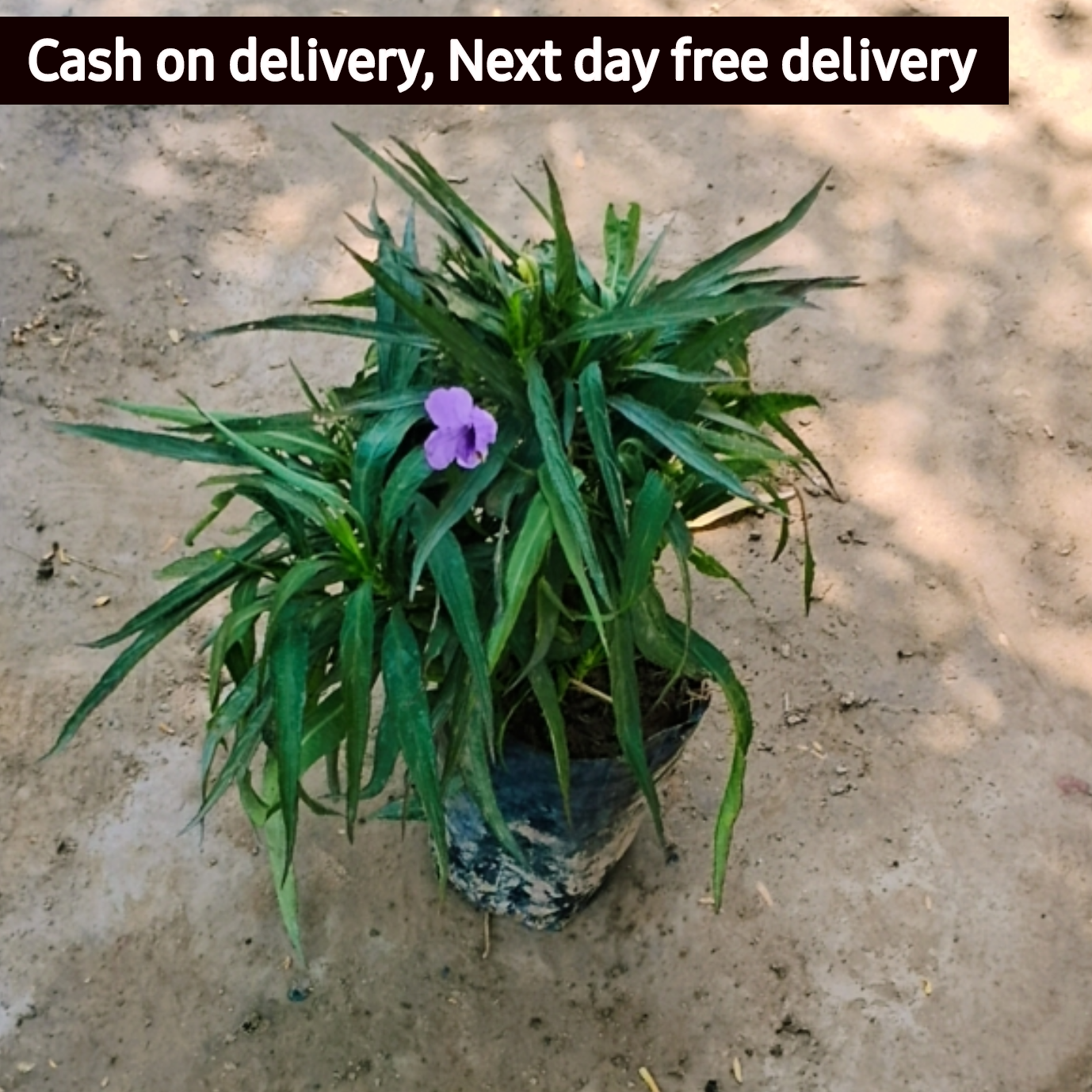 Ruellia tuberosa in 4 inch polybag Plantncr