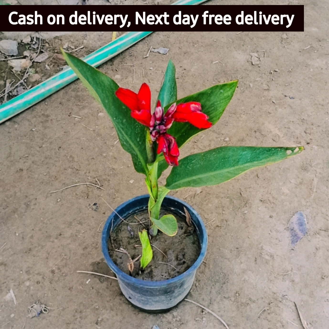 Red keli in 6 inch pot Plantncr