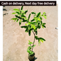 Guava plant 4 feet hight in 5 inch polybag Plantncr