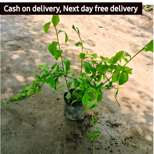 Parda bel in 4 inch polybag Plantncr