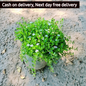 Brahmi plant in 6 inch pot Plantncr