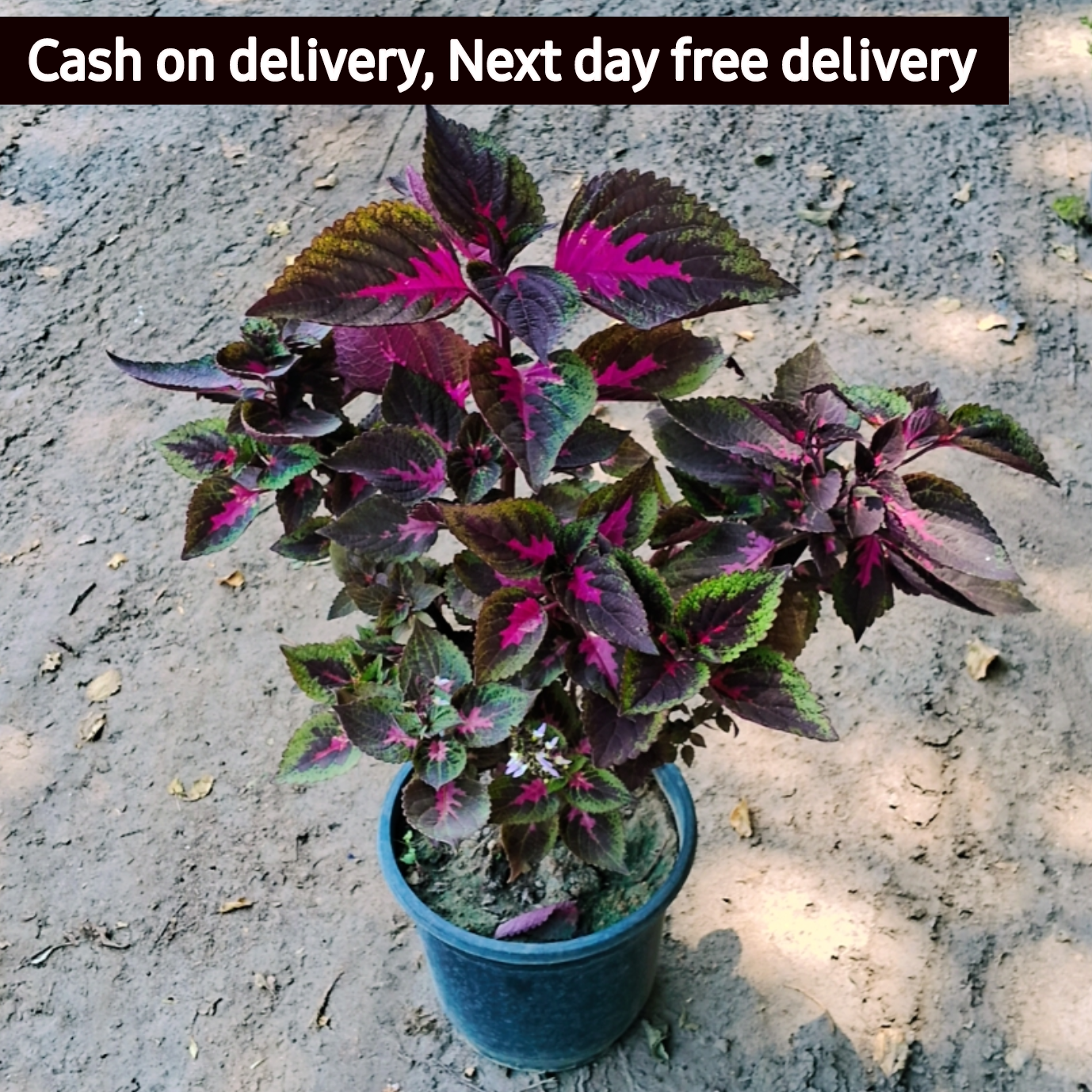 Coleus mix red plant in 6 inch pot Plantncr