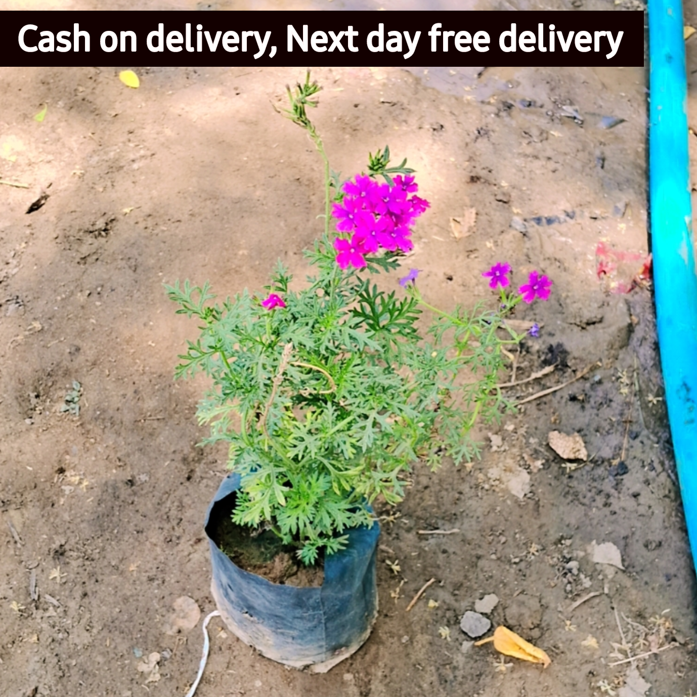 Verbena plant in 4 inch polybag Plantncr