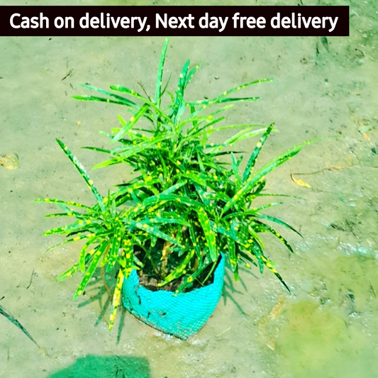 Chironji Croton in 4 inch polybag Plantncr