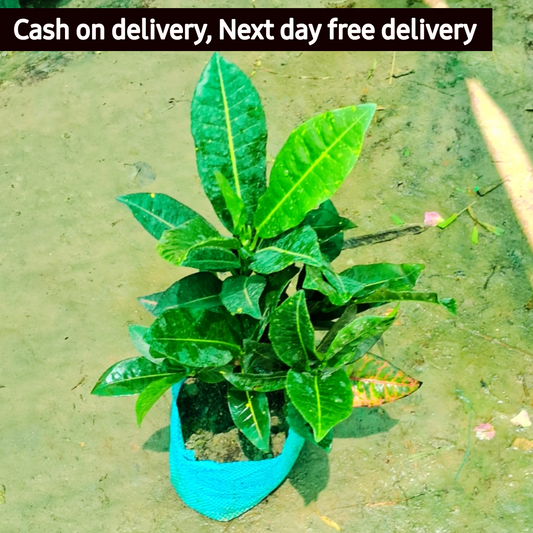 Garden Croton plant in 5 inch nursery bag Plantncr