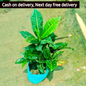 Garden Croton plant in 5 inch nursery bag Plantncr