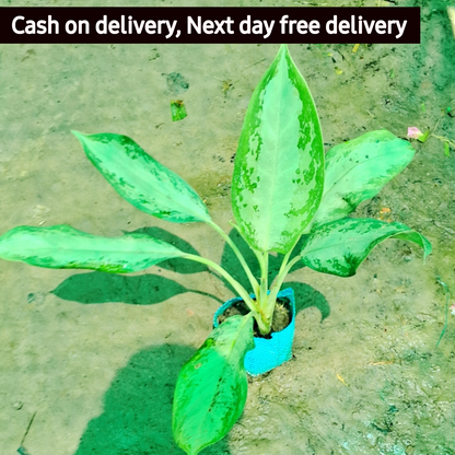 Aglaonema Emerald Bay in 6 inch nursery bag Plantncr