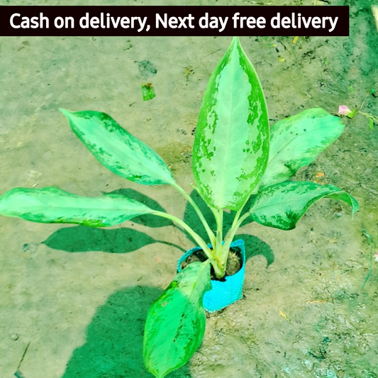 Aglaonema Emerald Bay in 6 inch nursery bag Plantncr