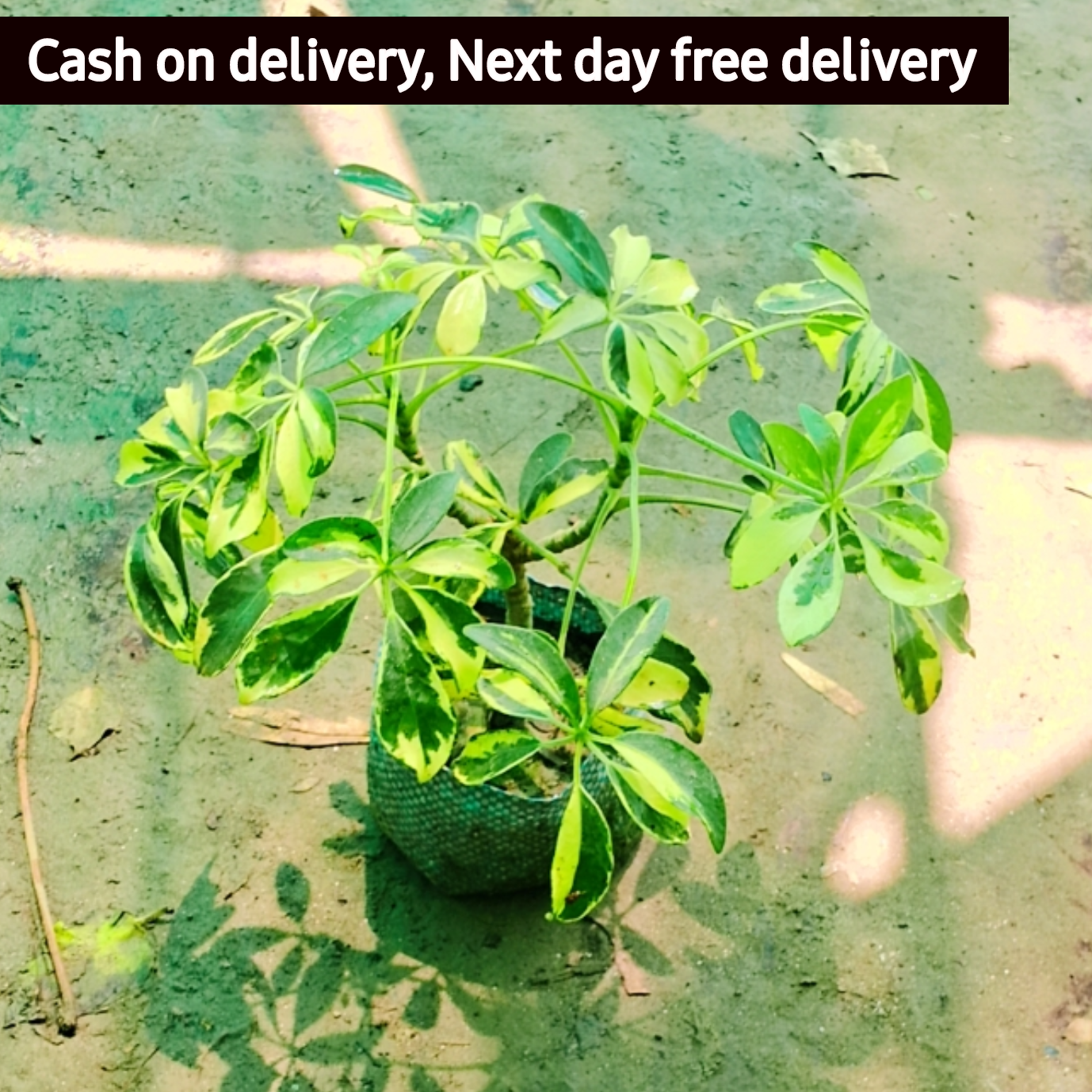 Dwarf Umbrella Plant/Schflerra Plant in 5 inch nursery bag Plantncr