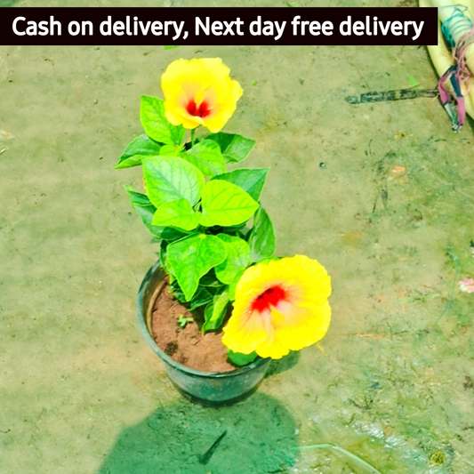 Yellow hibiscus In 6 inch pot Plantncr
