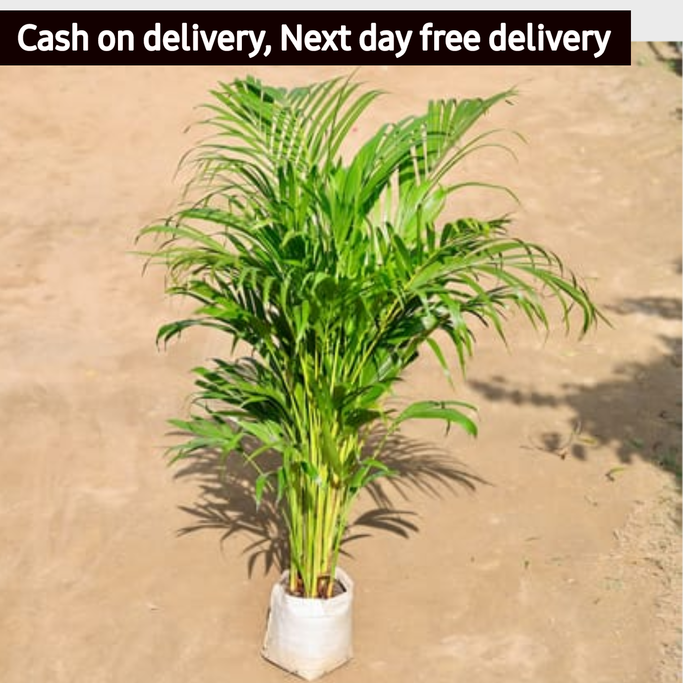 Arica palm in 8" inch nursery bag Plantncr