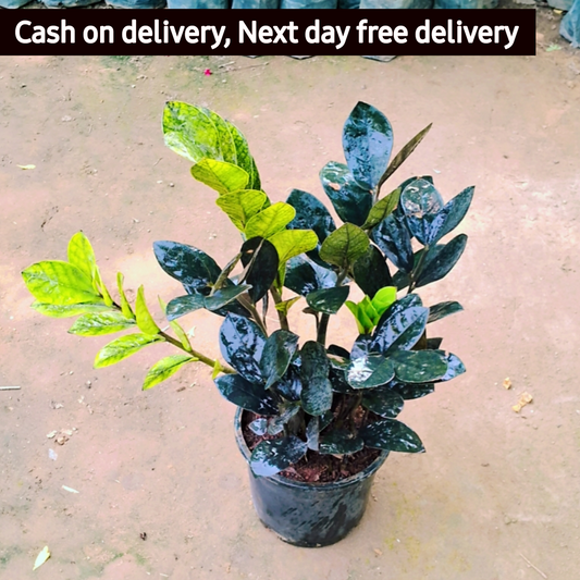Zz plant in 8 inch pot Plantncr