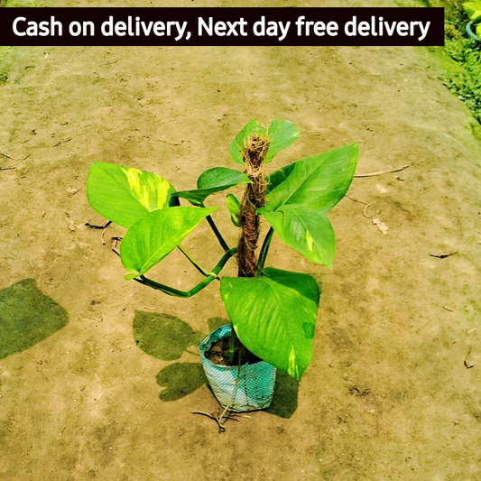 Money plant 1 feetwith coco mosstick in 4 inch nursery bag Plantncr
