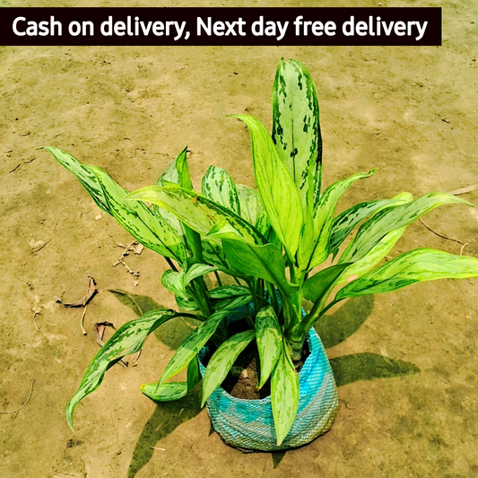 Aglaonema snow white variegated plant in 6 inch pot (Copy) Plantncr