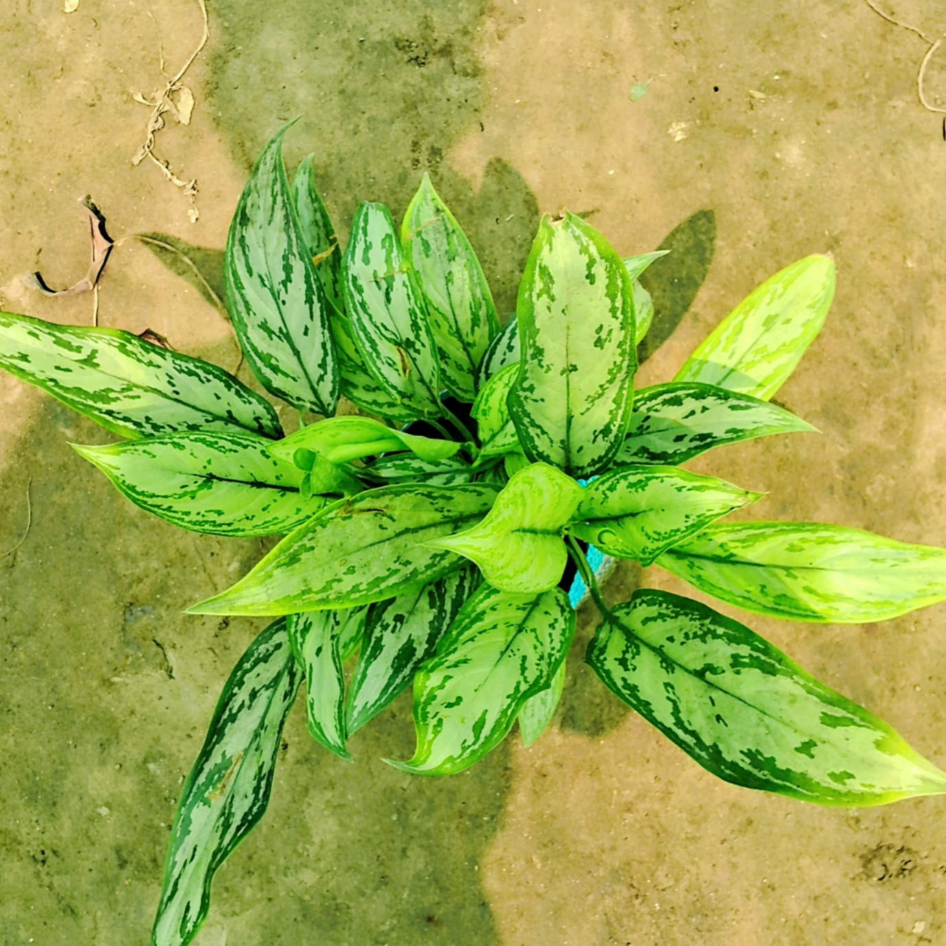 aglaonema chinese evergreen varigated Aglaonema Chinese evergreen plant in 7 inches polybag – Plantncr