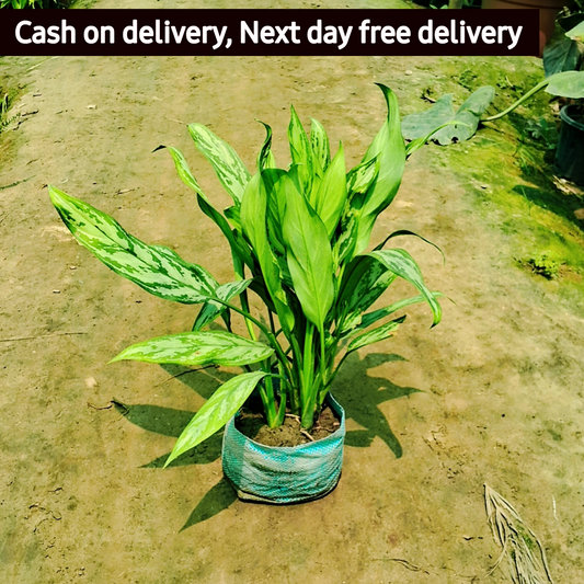 Aglaonema chinese evergreen plant in 8 inch pot Plantncr