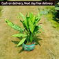 Aglaonema chinese evergreen plant in 8 inch pot Plantncr