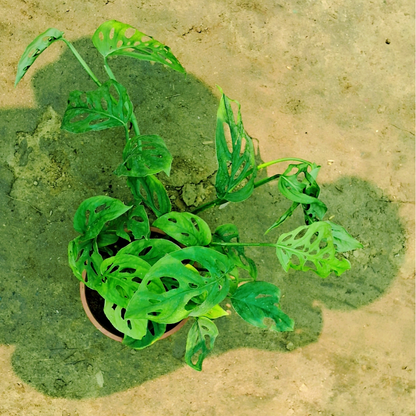 Broken heart money plant in 6 inch black pot Plantncr