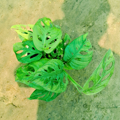 Broken heart money plant in 6 inch black pot Plantncr