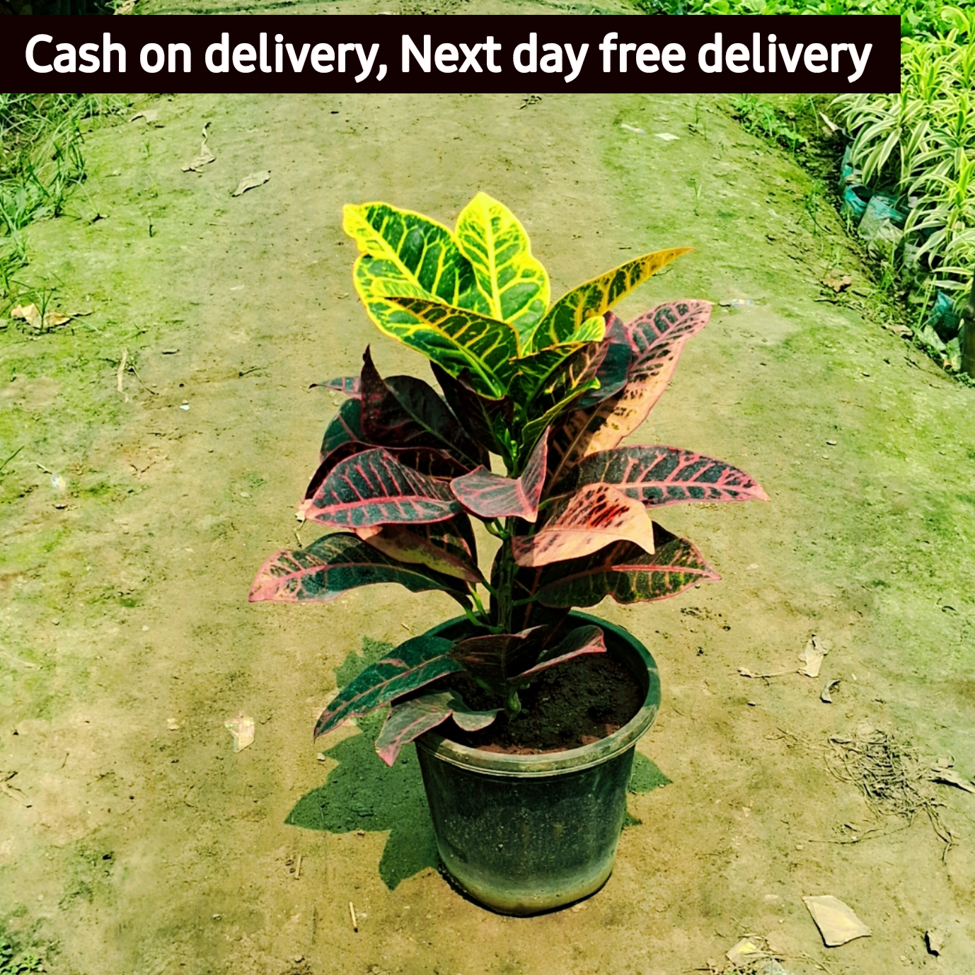 Croton petra plant in 8 inch pot Plantncr