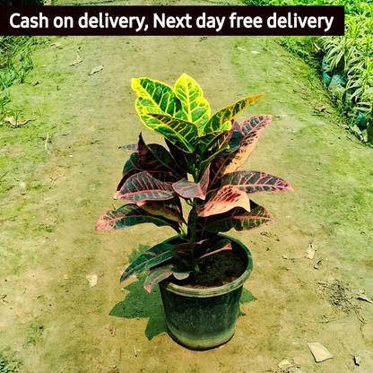 Croton petra plant in 8 inch pot Plantncr