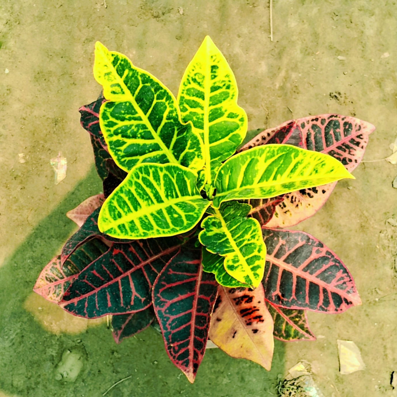 Croton petra plant in 8 inch pot Plantncr