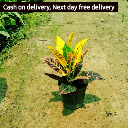 Croton petra plant in 6 inch pot Plantncr