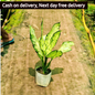 Dieffenbachia starbright plant in 6 inch pot Plantncr