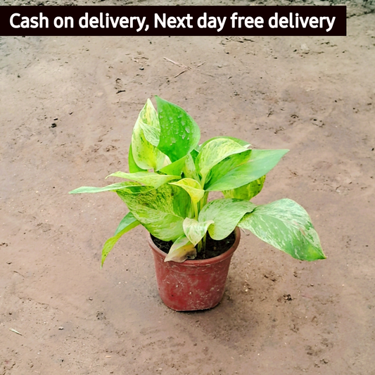 Marble Queen Pothos money plant in 4 inch pot Plantncr