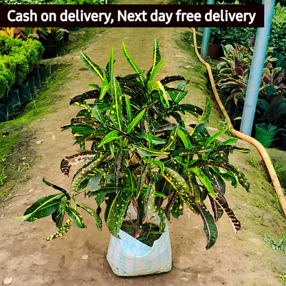 Banana Croton plant in 10 inch polybag (Copy) Plantncr