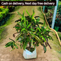 Banana Croton plant in 10 inch polybag (Copy) Plantncr