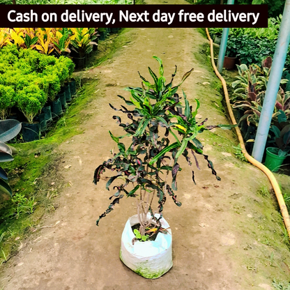 Spring Croton plant in 10 inch polybag Plantncr