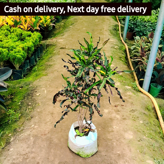 Spring Croton plant in 10 inch polybag Plantncr