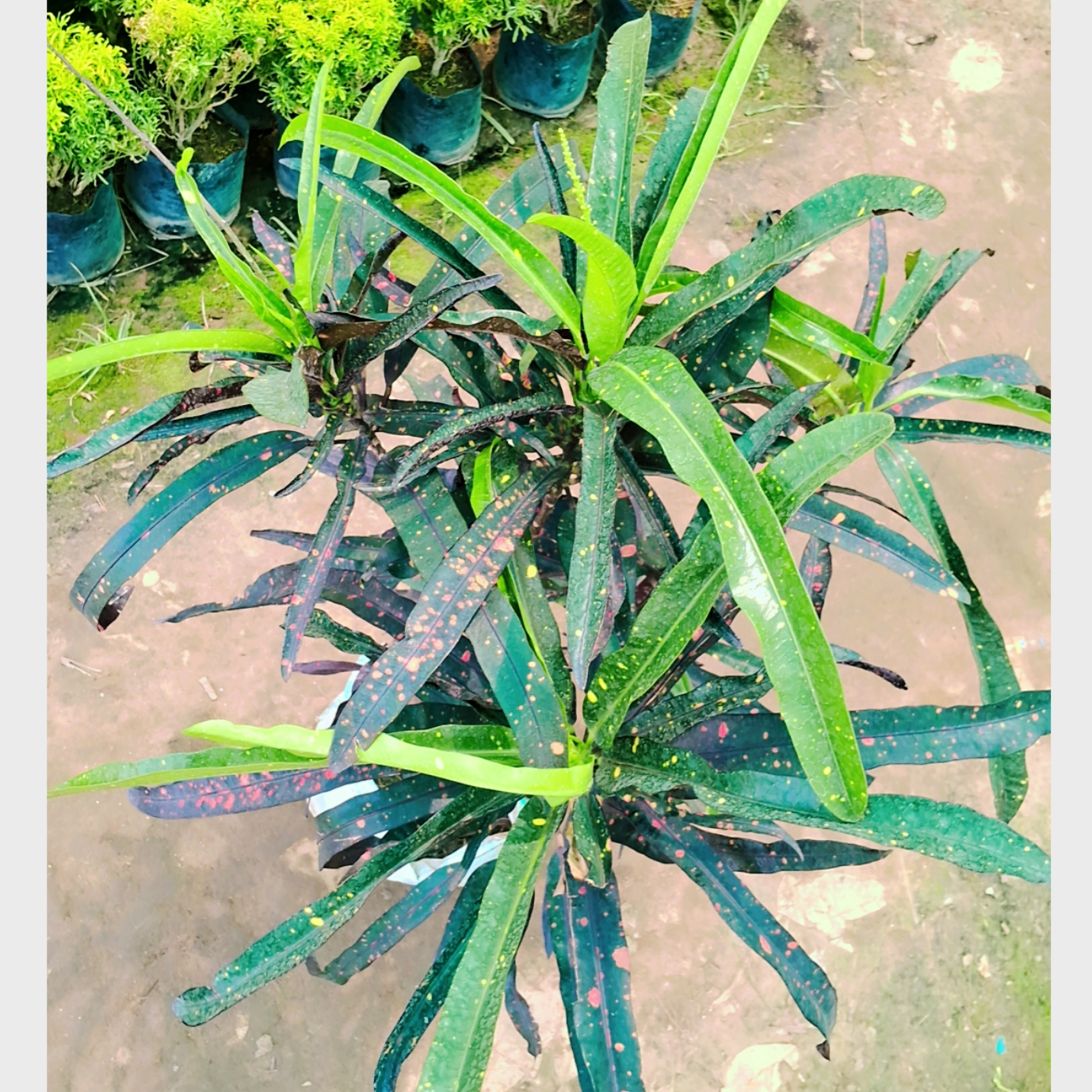 Croton Petra plant in 10 inch pot (Copy) Plantncr