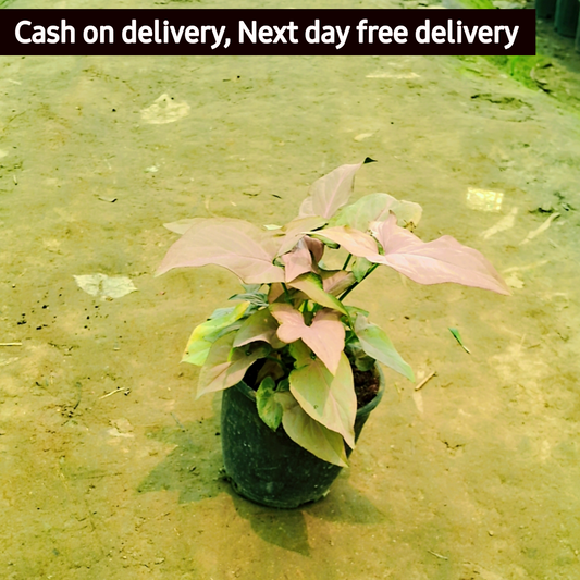 Red Syngonium podophyllum (dwarf) in 4 inch pot Plantncr