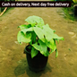 Syngonium podophyllum gree in 6 inch pot Plantncr