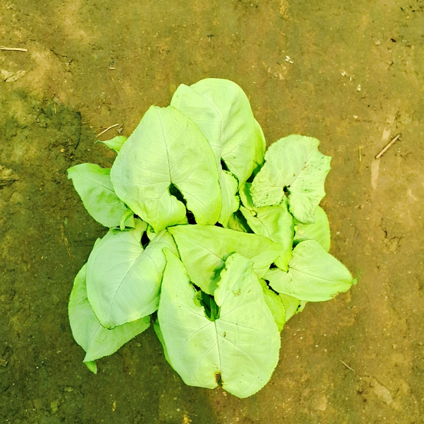 Syngonium podophyllum gree in 6 inch pot Plantncr