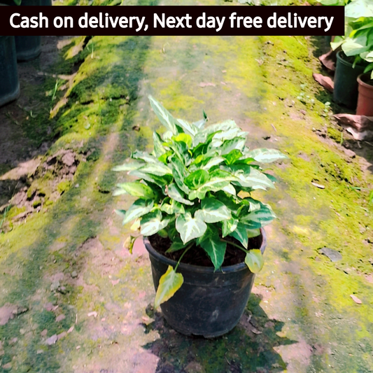 Syngonium podophyllum pixie in 6 inch pot Plantncr