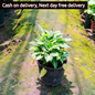 Syngonium podophyllum pixie in 6 inch pot Plantncr