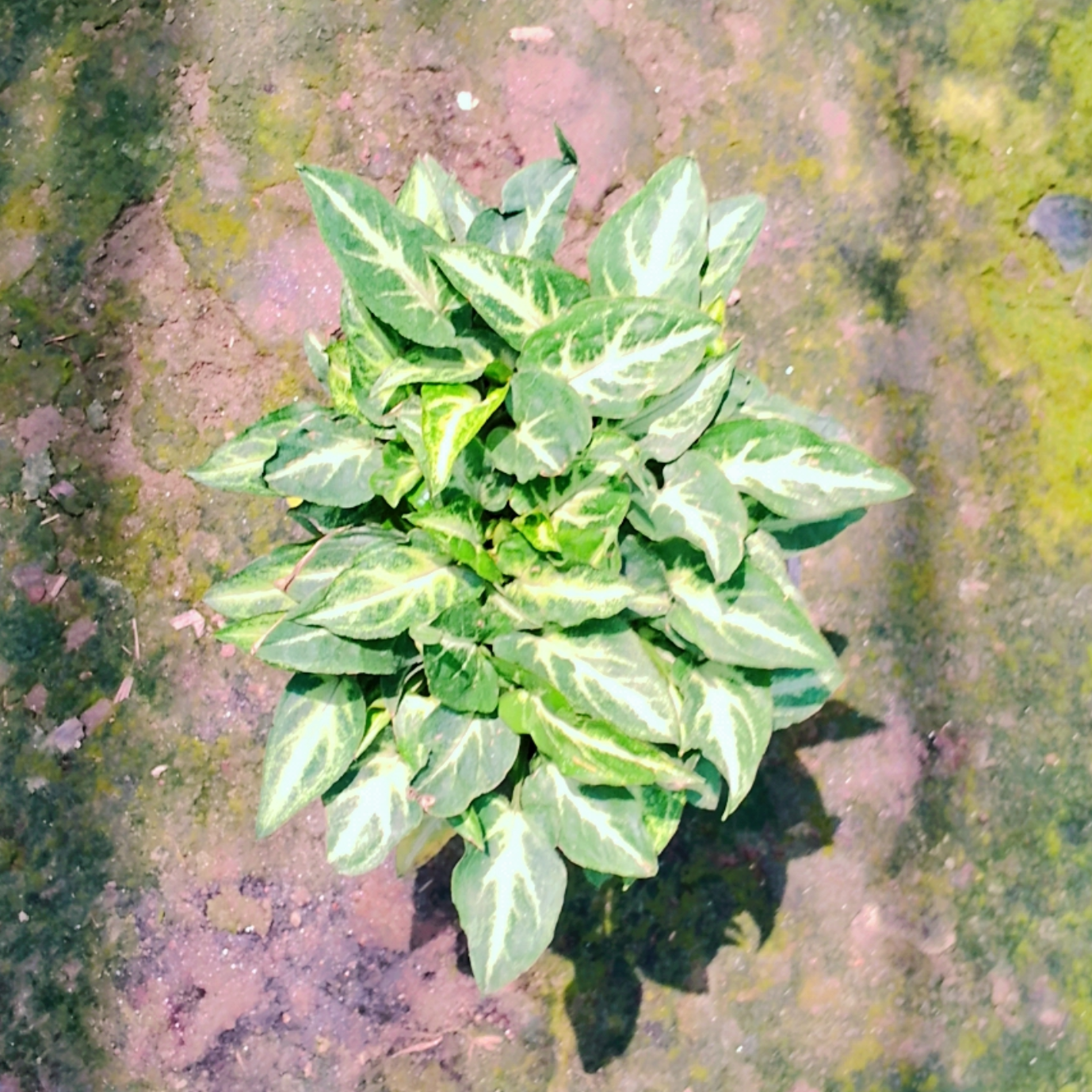 Syngonium podophyllum pixie in 6 inch pot Plantncr
