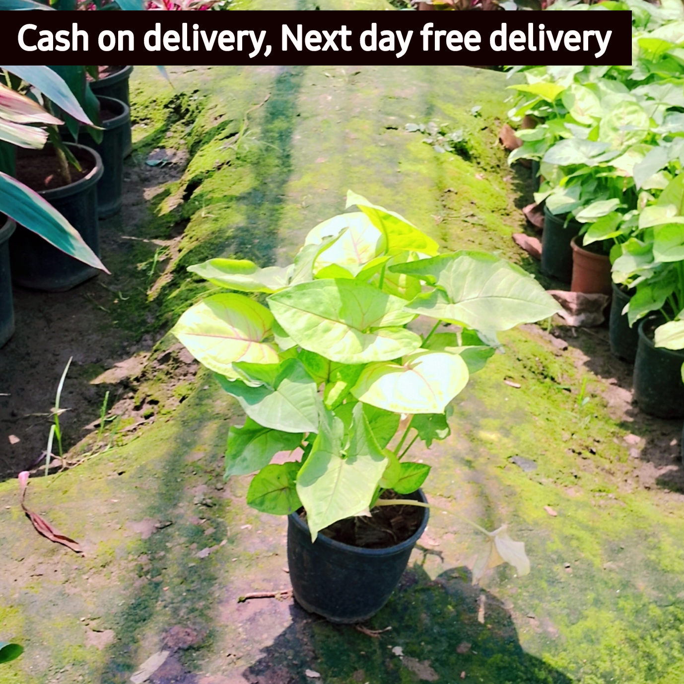 Syngonium podophyllum yellow in 6 inch pot Plantncr