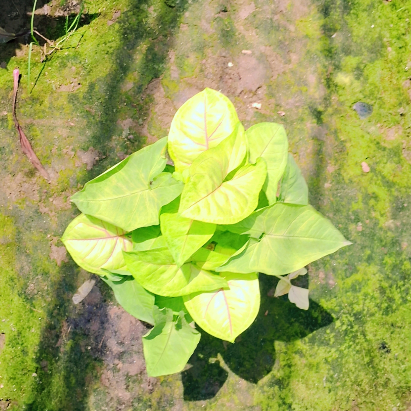 Syngonium podophyllum yellow in 6 inch pot Plantncr