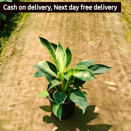 Philodendron birkin plant in 6 inch pot (Copy) Plantncr