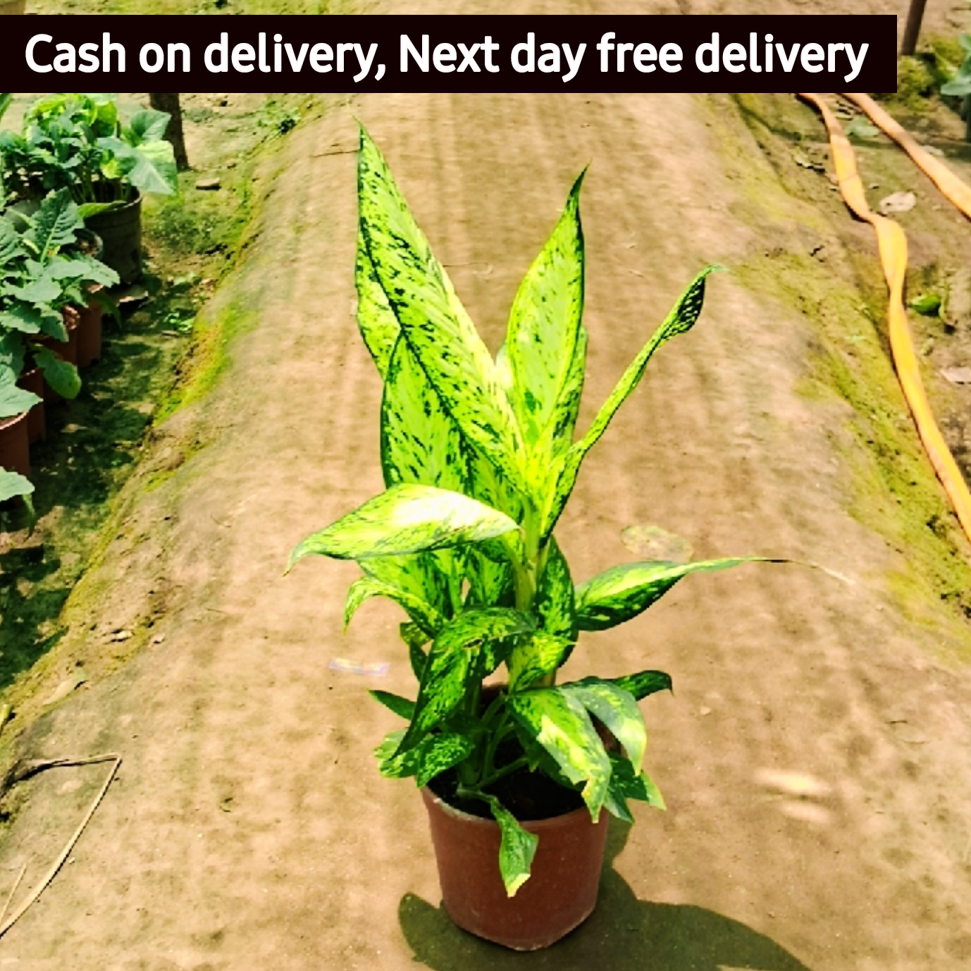 Agaonema snow white plant in 6 inch pot Plantncr